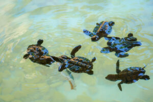 Projeto Tamar em Florianópolis
