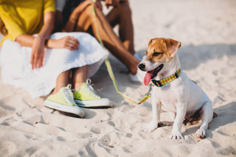 hotéis pet friendly em florianópolis